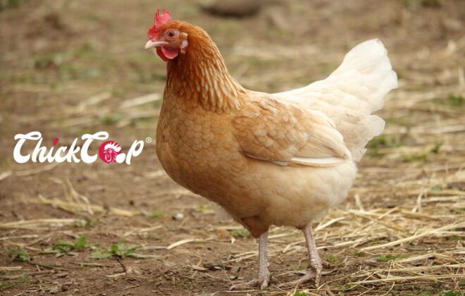 Catalana Chicken ChickCoop Blog