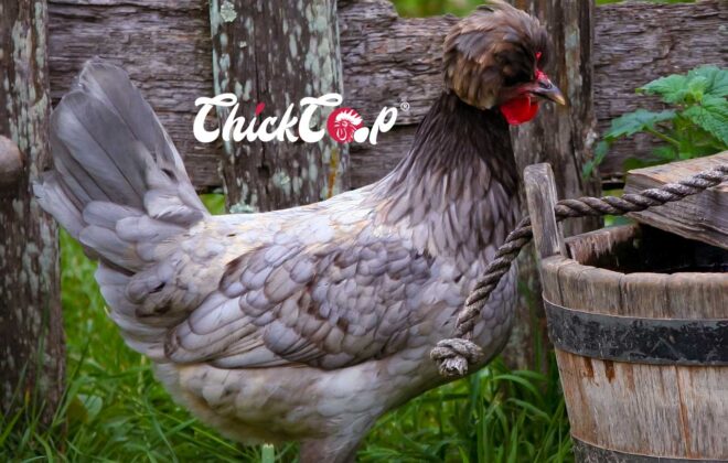 Crest chicken
