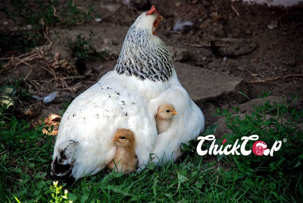 Delaware chicken Picture