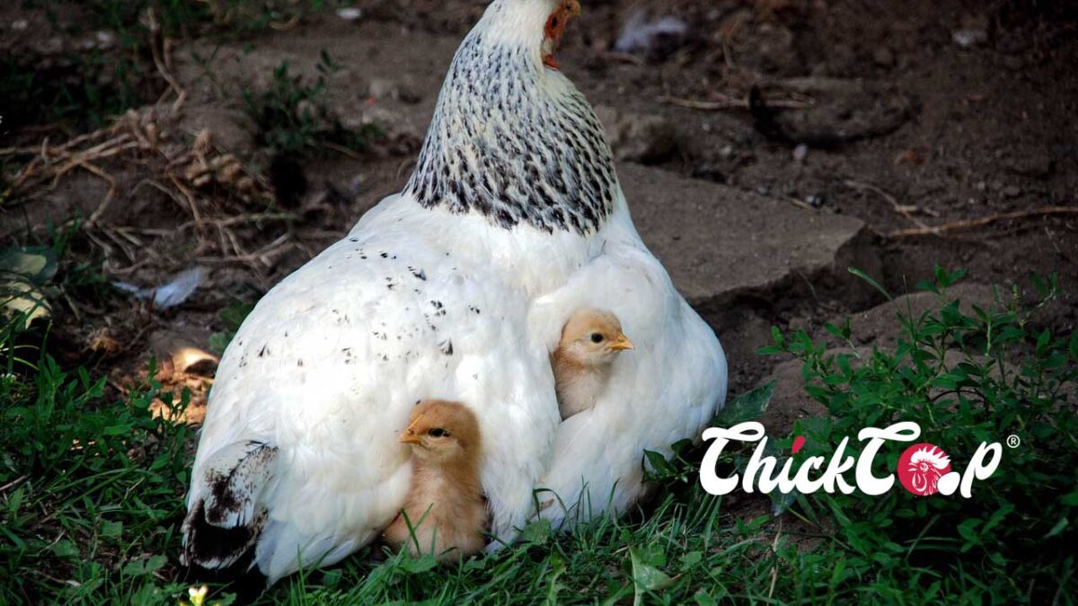 Delaware chicken Picture
