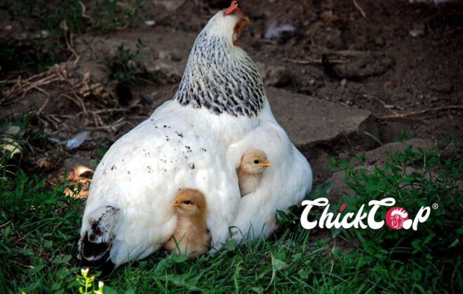 Delaware chicken Picture