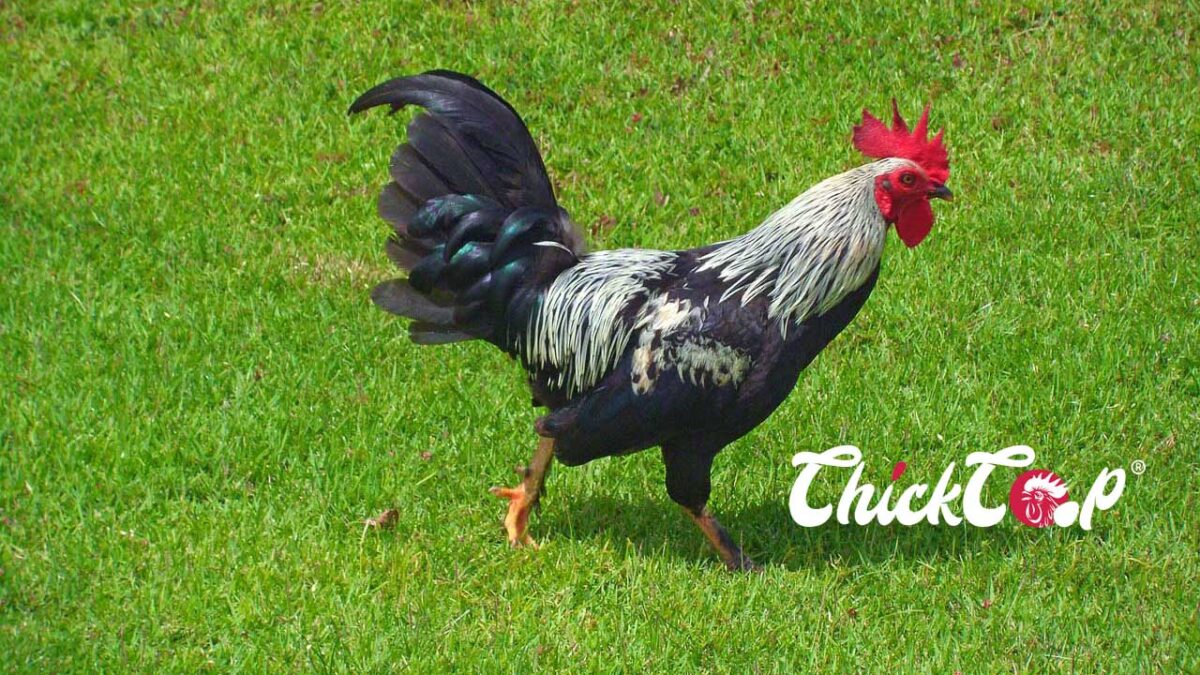 Dorking chicken