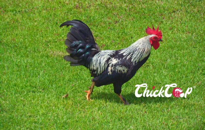 Dorking chicken