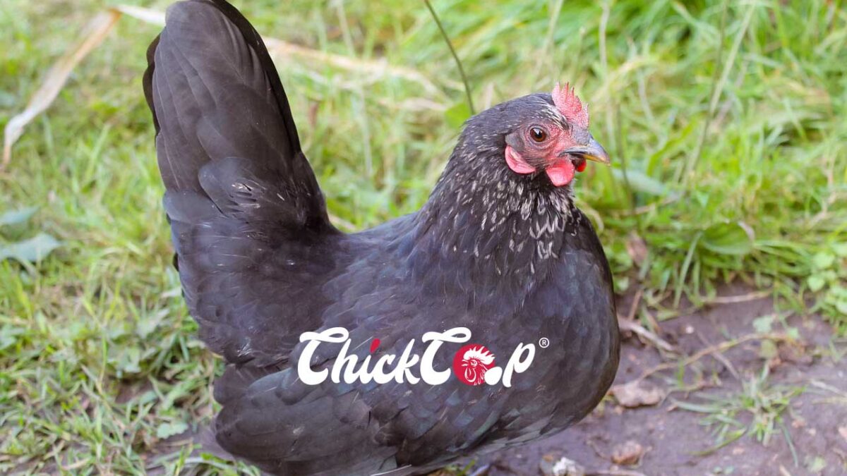 Dutch Bantam chicken