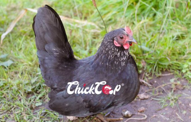 Dutch Bantam chicken