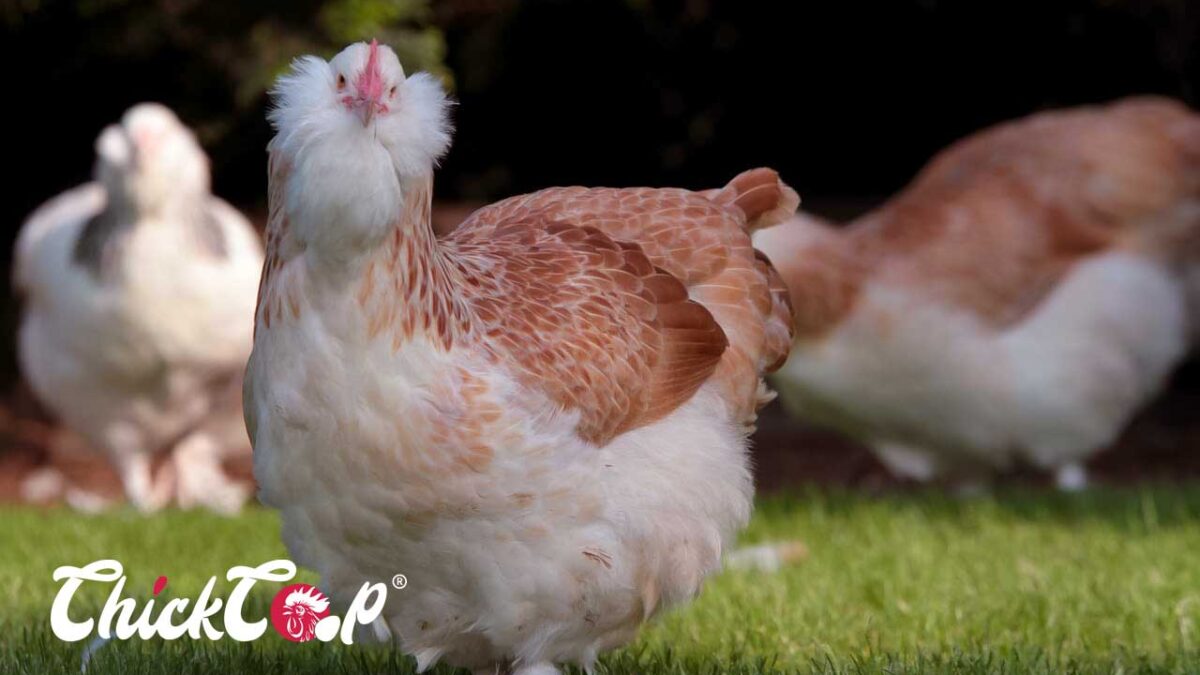 Faverolle chicken-ChickCoop
