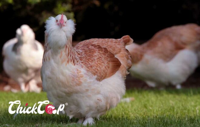 Faverolle chicken-ChickCoop