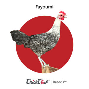 Fayoumi-ChickCoop