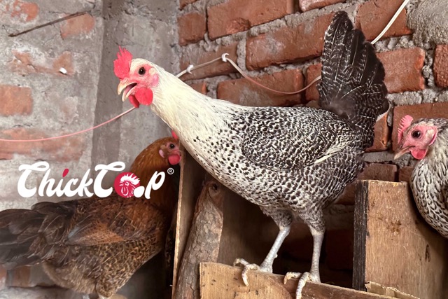 Fayoumi Chicken Medium