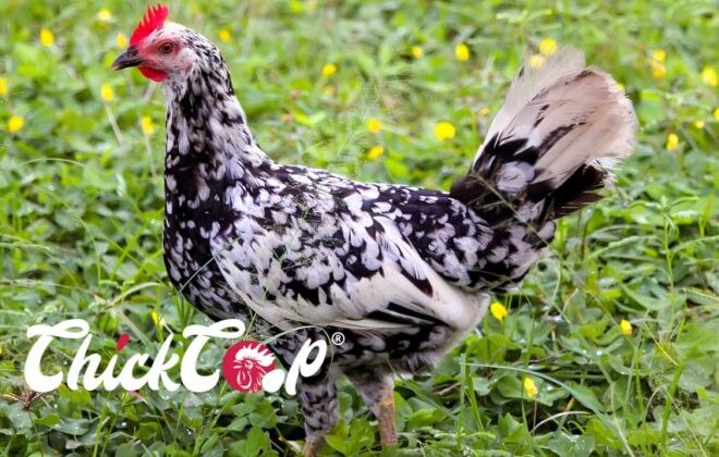 Hambur ChickCoop chicken