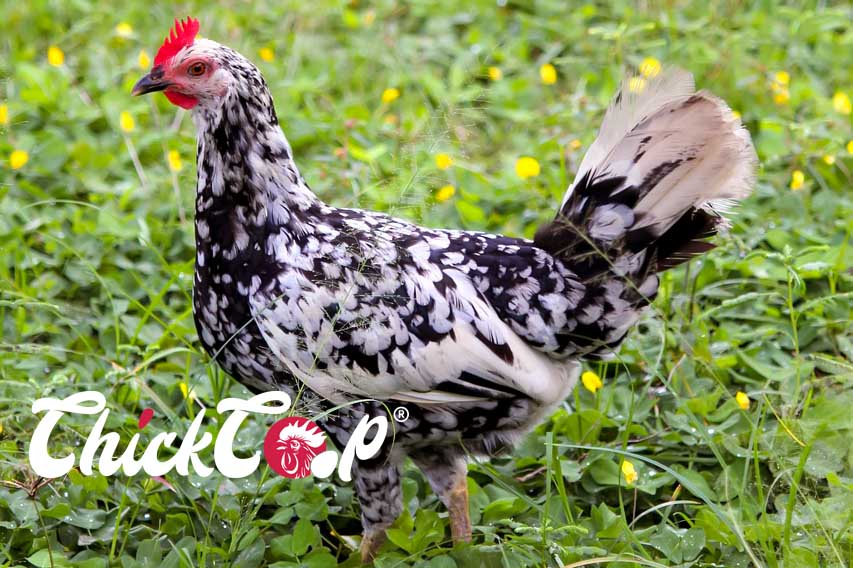 Hambur ChickCoop chicken