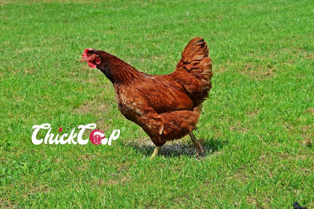 Hedemora Chicken ChickCoop