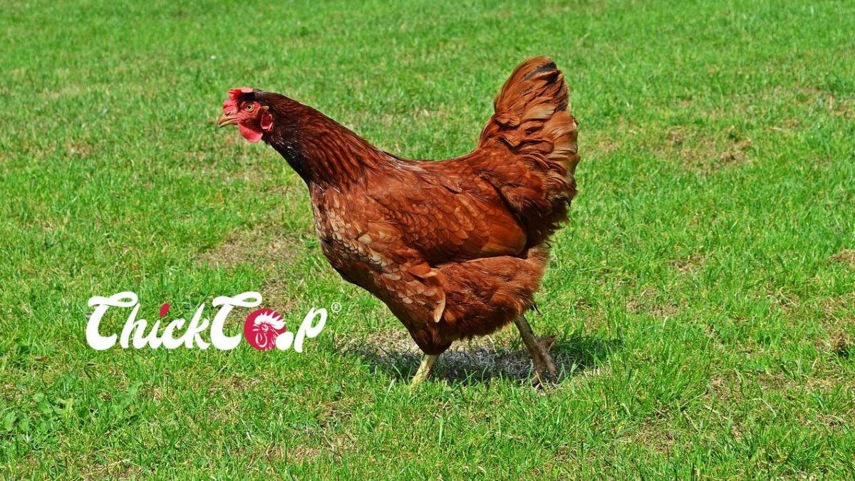 Hedemora Chicken ChickCoop