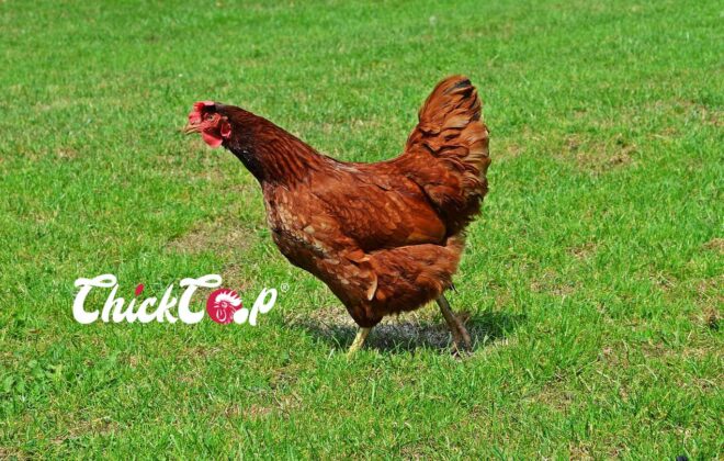 Hedemora Chicken ChickCoop