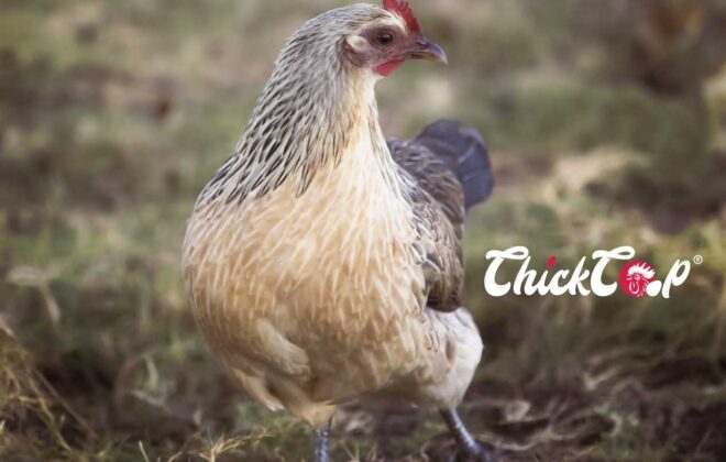 Hmong hen ChickCOop Breed