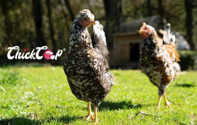 Hondan chicken -ChickCoop