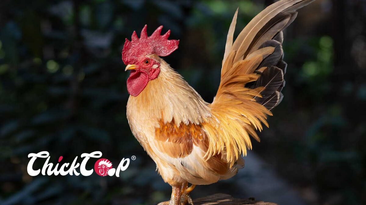 Japanese Bantam-ChickCoop 1
