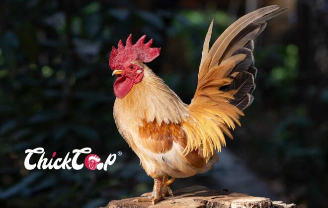 Japanese Bantam-ChickCoop 1