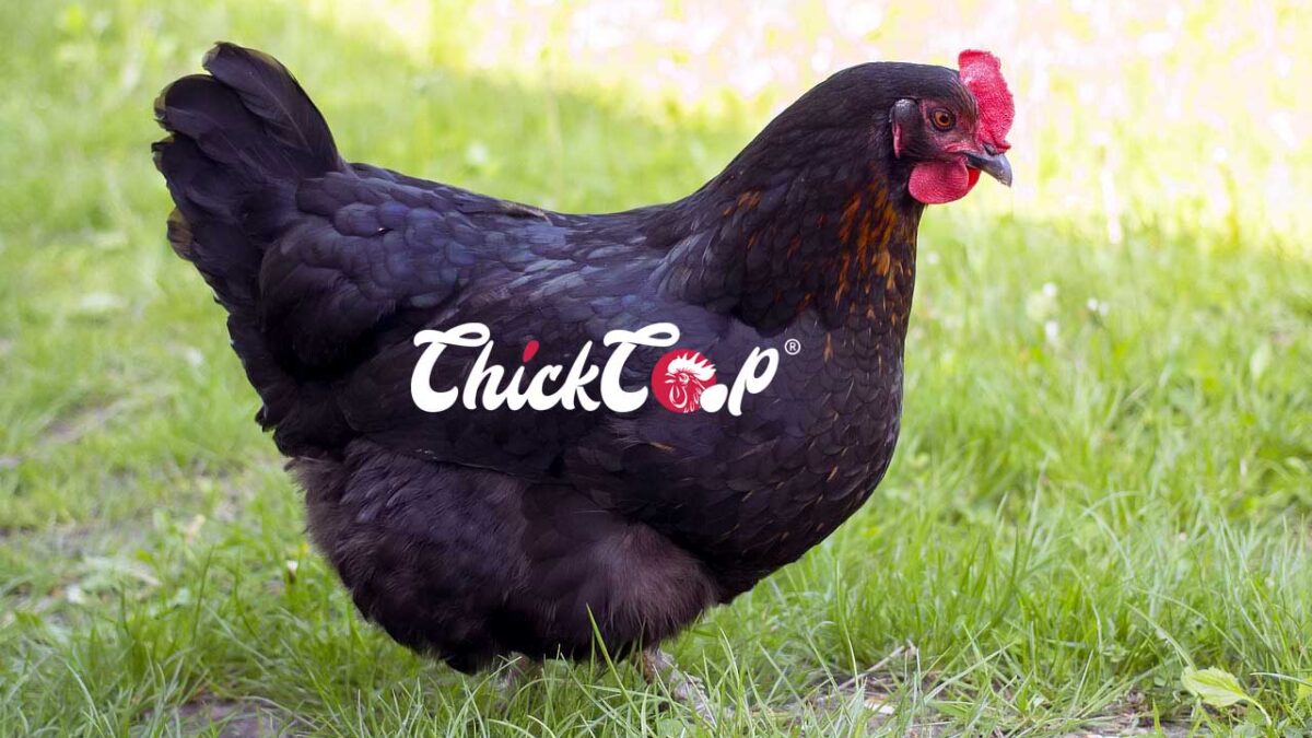 Java Chicken -ChickCoop