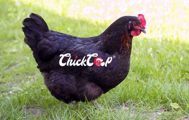 Java Chicken -ChickCoop