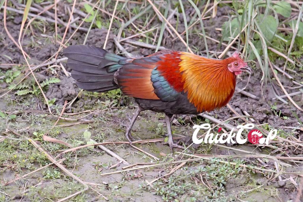 Jungle Fowl ChickCoop 1
