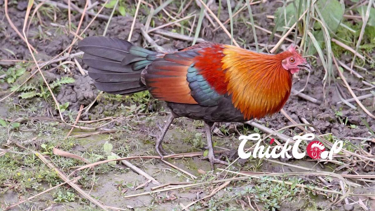 Jungle Fowl ChickCoop 1