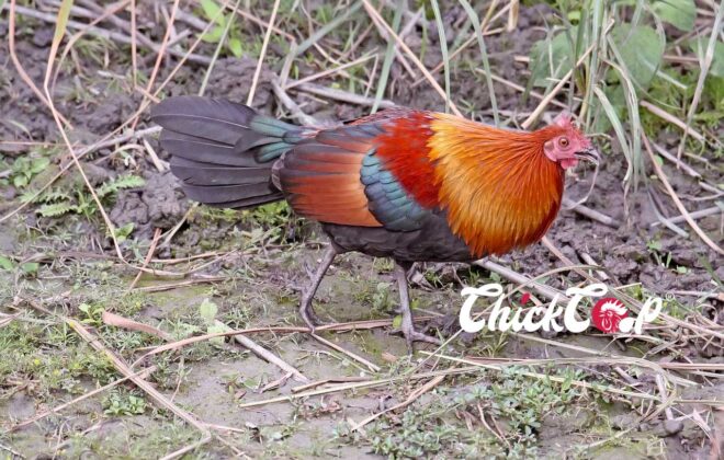 Jungle Fowl ChickCoop 1