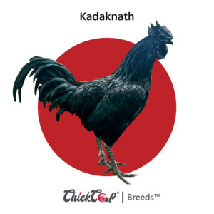 Kadaknath-ChickCoop