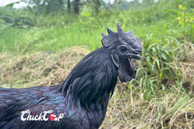 What is Kadaknath Chicken?