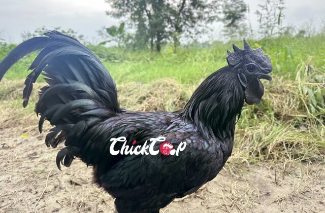 What is Kadaknath Chicken?