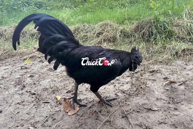 What is Kadaknath Chicken?