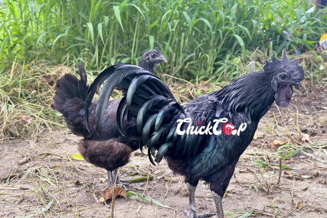 What is Kadaknath Chicken?