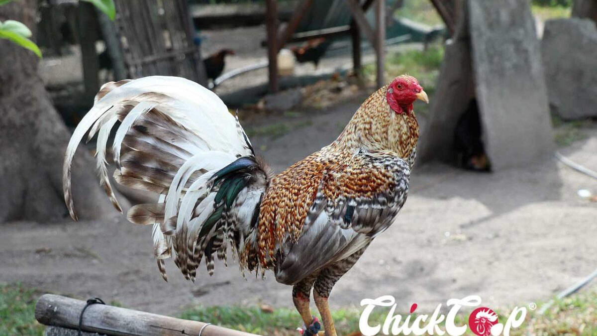 Kraienkoppe chicken 1
