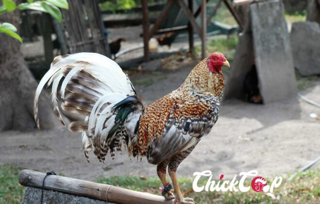 Kraienkoppe chicken 1