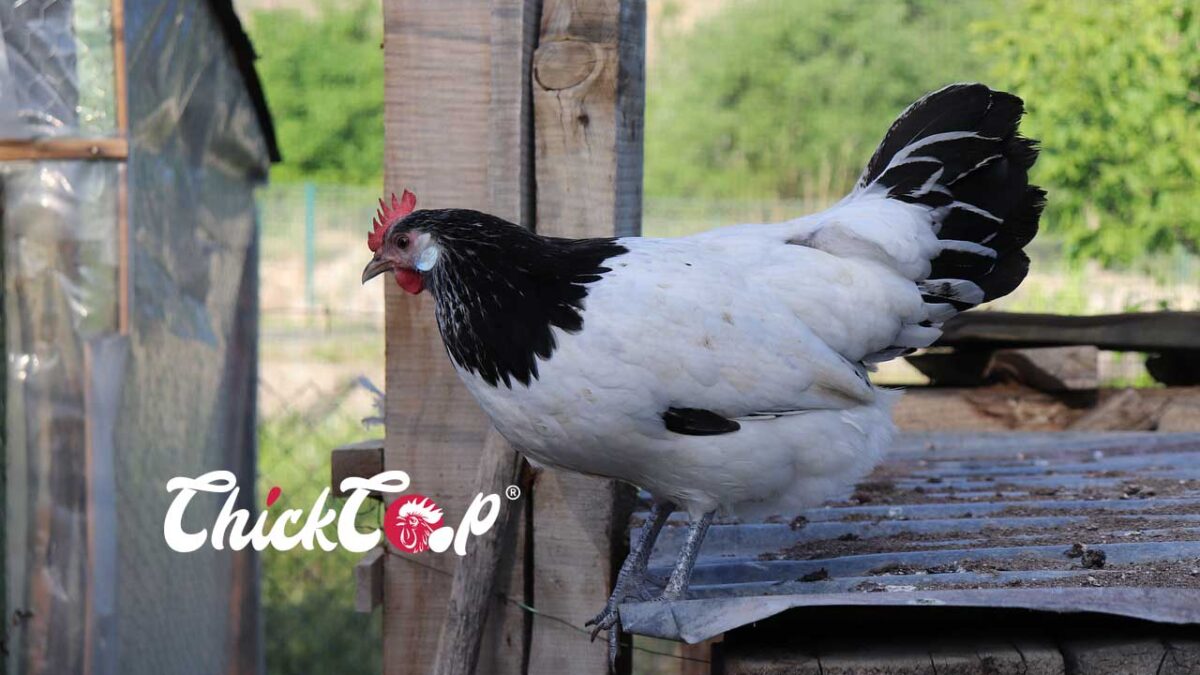 Lakenvelder chicken ChickCoop