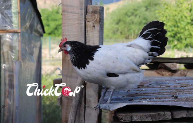 Lakenvelder chicken ChickCoop