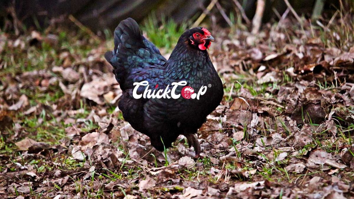 Langshan chicken