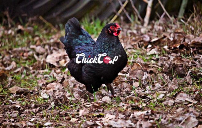 Langshan chicken