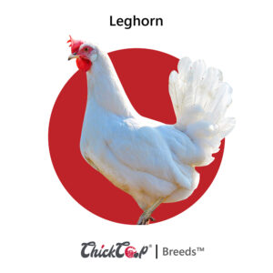Leghorn-ChickCoop