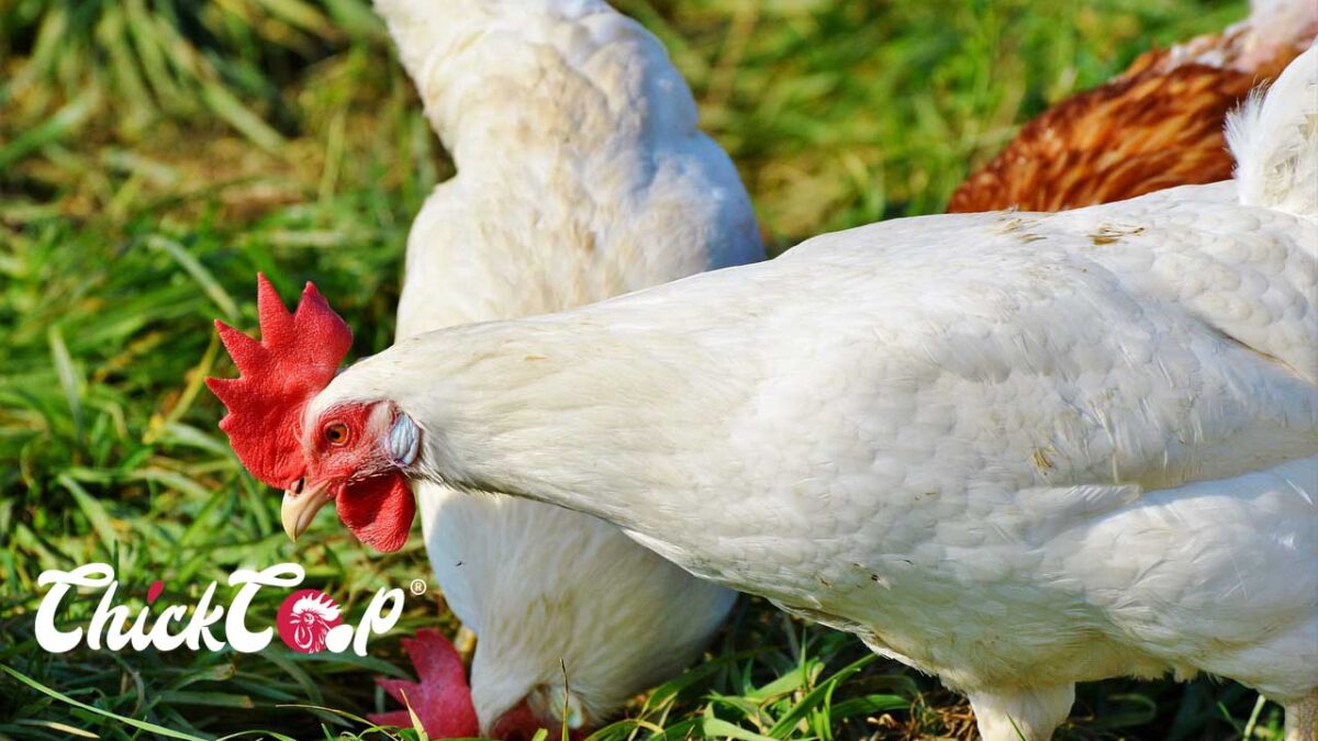 Leghorn chicken- 2