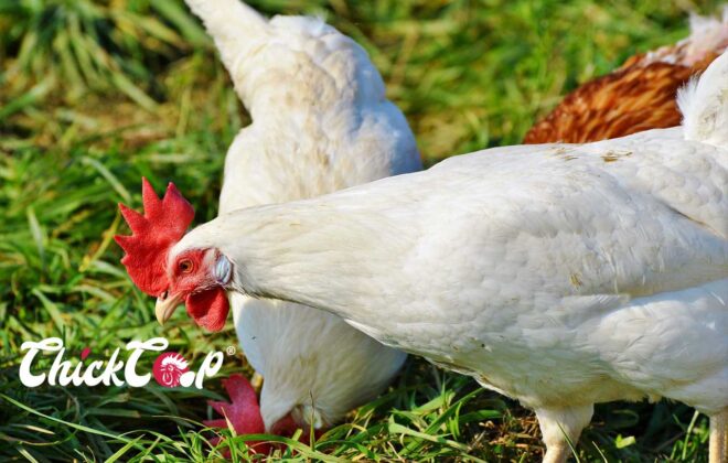 Leghorn chicken- 2