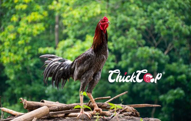 Malay Chicken