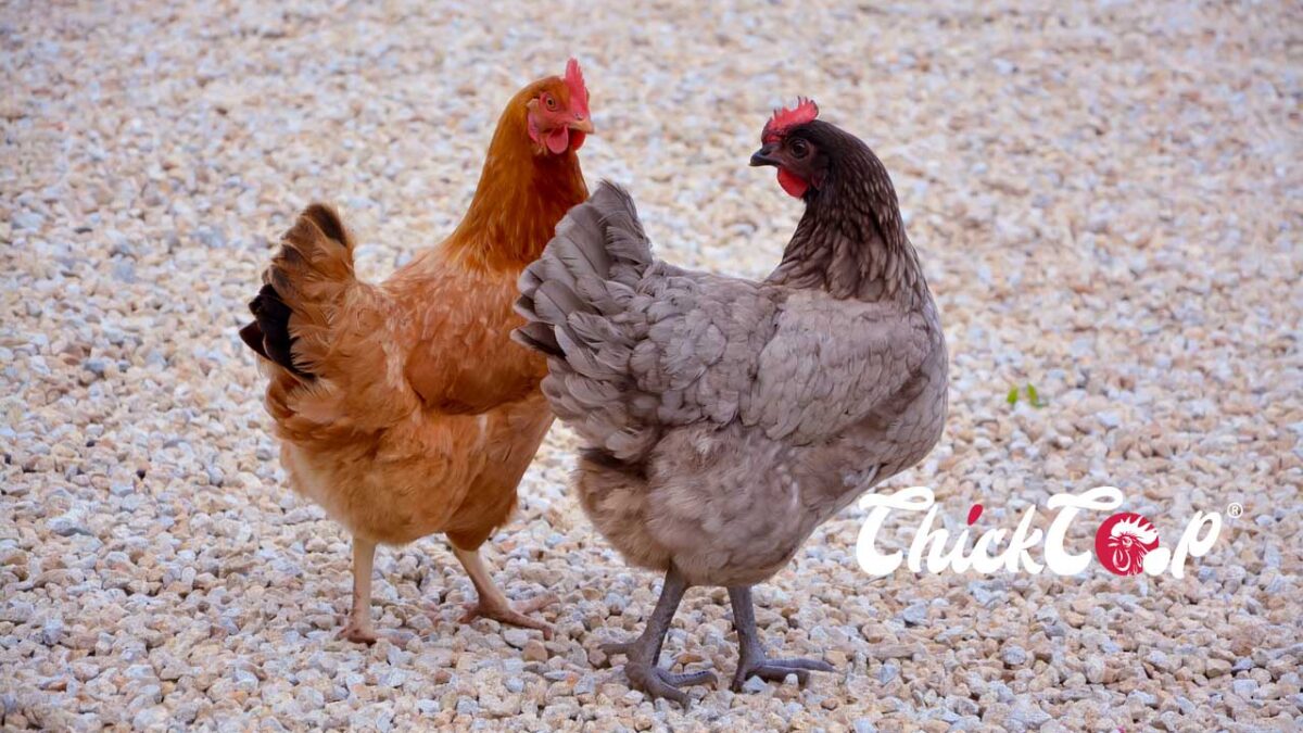 Marans Chickens