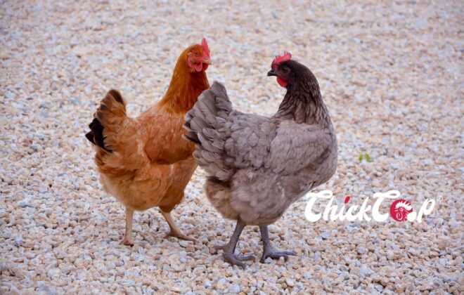 Marans Chickens
