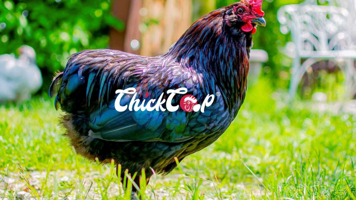 Max Rumpy chicken