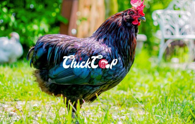 Max Rumpy chicken
