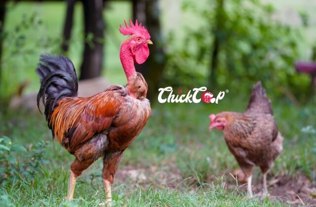 Naked Neck chicken