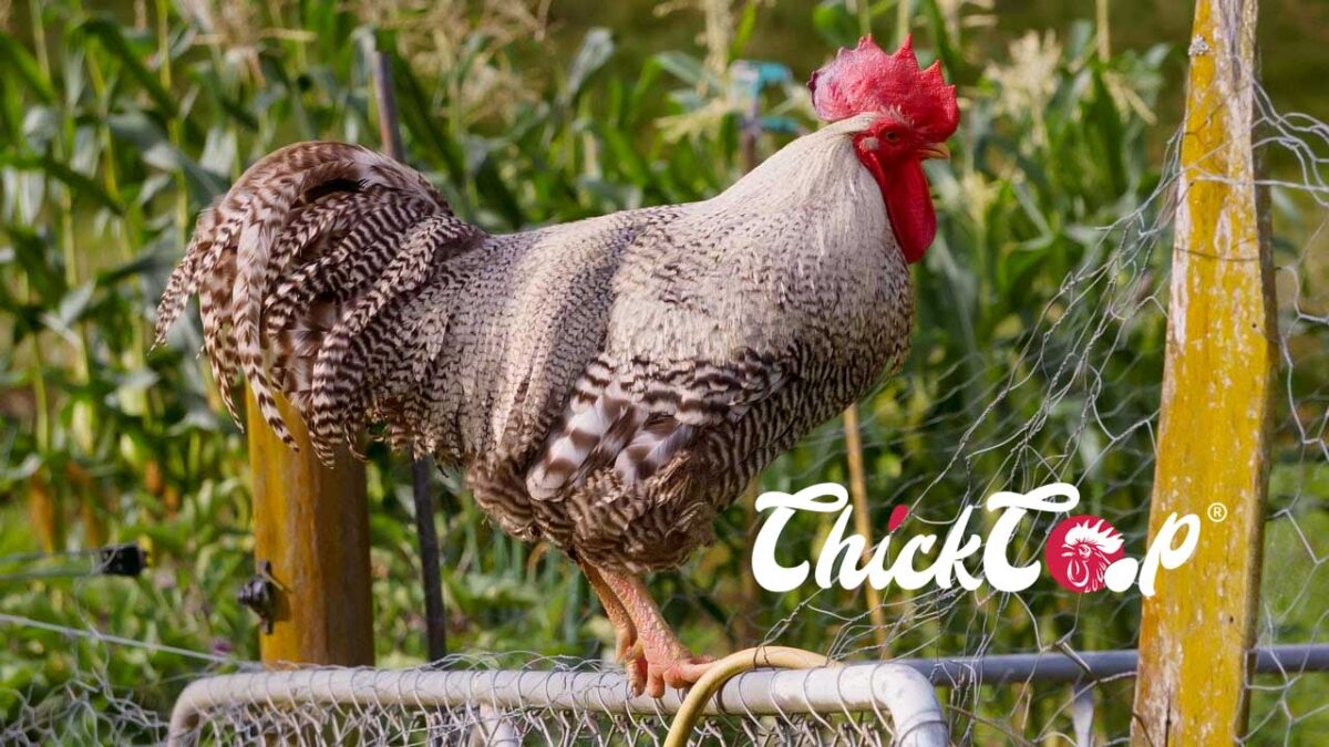 Norwegian Jaerhon chicken
