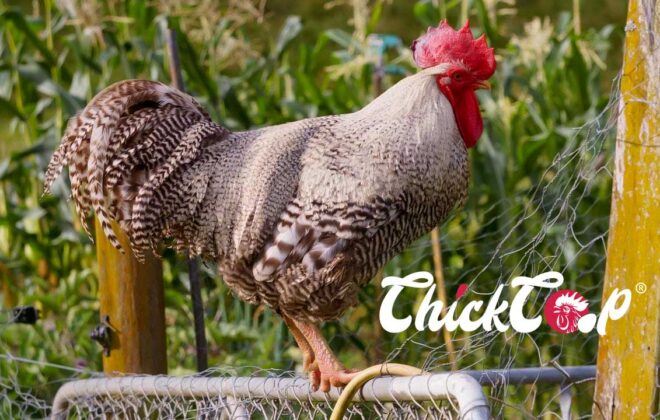 Norwegian Jaerhon chicken