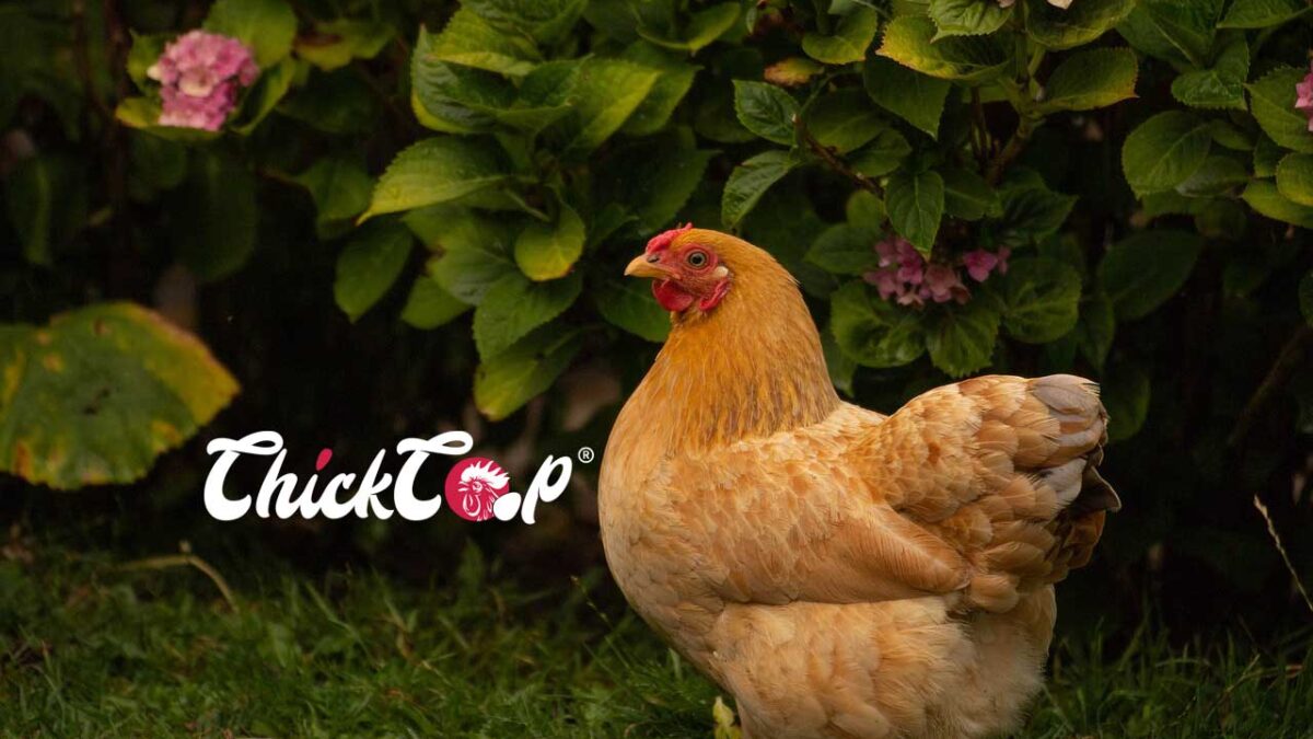 Orpington Chickens ChickCoop